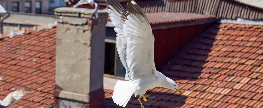 Residential Chimney Animal Removal Solution in Oildale, CA
