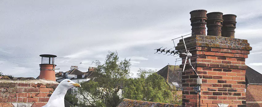 Chimney Cleaning And Restoration in Oildale, California